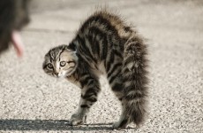 large_scared_cat_79080