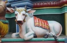 vaca indiana
