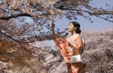 Woman in Traditional Dress Beside Cherry Blossom Trees