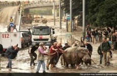 Tbilisi inundatii hipopotam