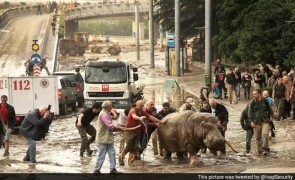 Tbilisi inundatii hipopotam