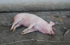 porc mort