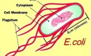 Escherichia Coli E.coli