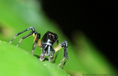 drona spider tintar