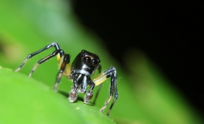 drona spider tintar