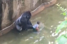 gorila zoo