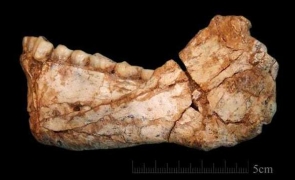 fosile1