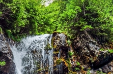 cascada, natură, apă, pădure