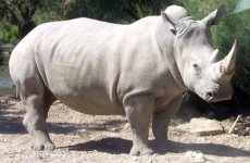 rinocer alb