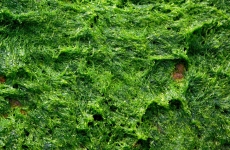 alge 