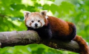 urs panda rosu