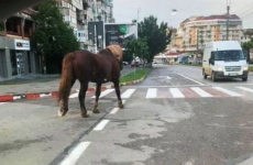 Cal în Botoșani