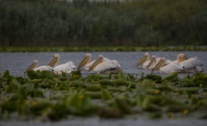 Delta Dunării pelicani