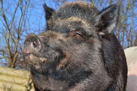 Peste 180 de porci mistreţi din Buzău, depistaţi pozitiv la virsul pestei porcine africane în fondul silvic