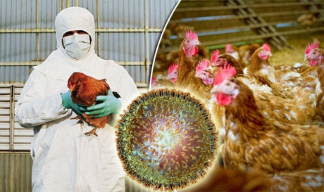 H5N1, virusul gripei aviare care riscă să devină o amenințare pentru oameni