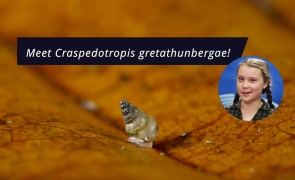 melc Craspedotropis gretathunberga