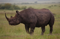 Rinocer Negru