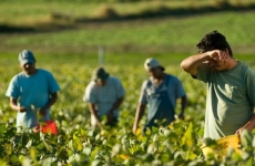 muncitori romani sezonieri agricultra
