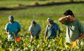 muncitori romani sezonieri agricultra