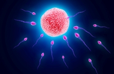spermatozoid