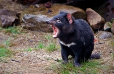 diavol tasmanian