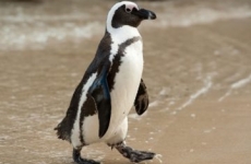pinguin african
