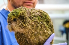 kakapo papagal gras