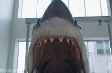 Jaws, rechin