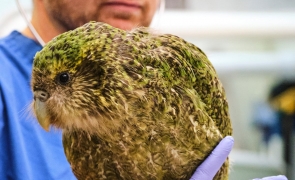 kakapo papagal gras