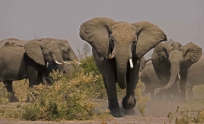 elefanți