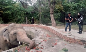 elefant, Cher