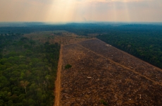 pădurea amazoniană, defrișări