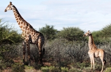 Girafă pitică