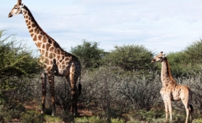 Girafă pitică