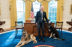 câini, Joe Biden