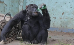 cimpanzeu drogat