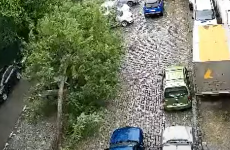 copac cazut masini
