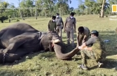 elefanti testati india