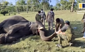 elefanti testati india