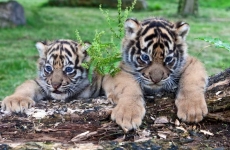 pui de tigru Ziua Internaţională a Grădinilor Zoologice şi a Parcurilor