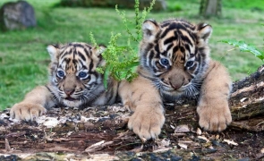 pui de tigru Ziua Internaţională a Grădinilor Zoologice şi a Parcurilor