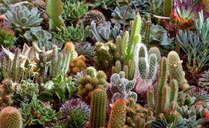 cactusi plante