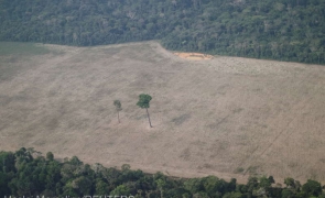 Amazonia defrisari
