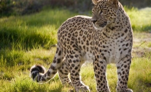 leopard persan pantera persana