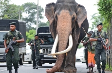 Nadugamuwa Raja elefant