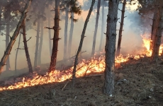incendii pădure