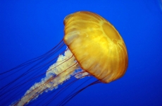 Jellyfish meduze