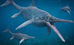 Ihtiozaur fosila marin