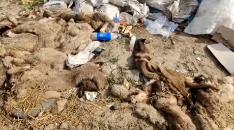 Animale moarte pe câmp la limita dintre judeţele Arad şi Timiş - Garda de Mediu Arad a interzis activitatea a trei operatori economici care nu aveau autorizaţii