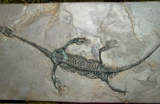reptile marine pachypleurosaur